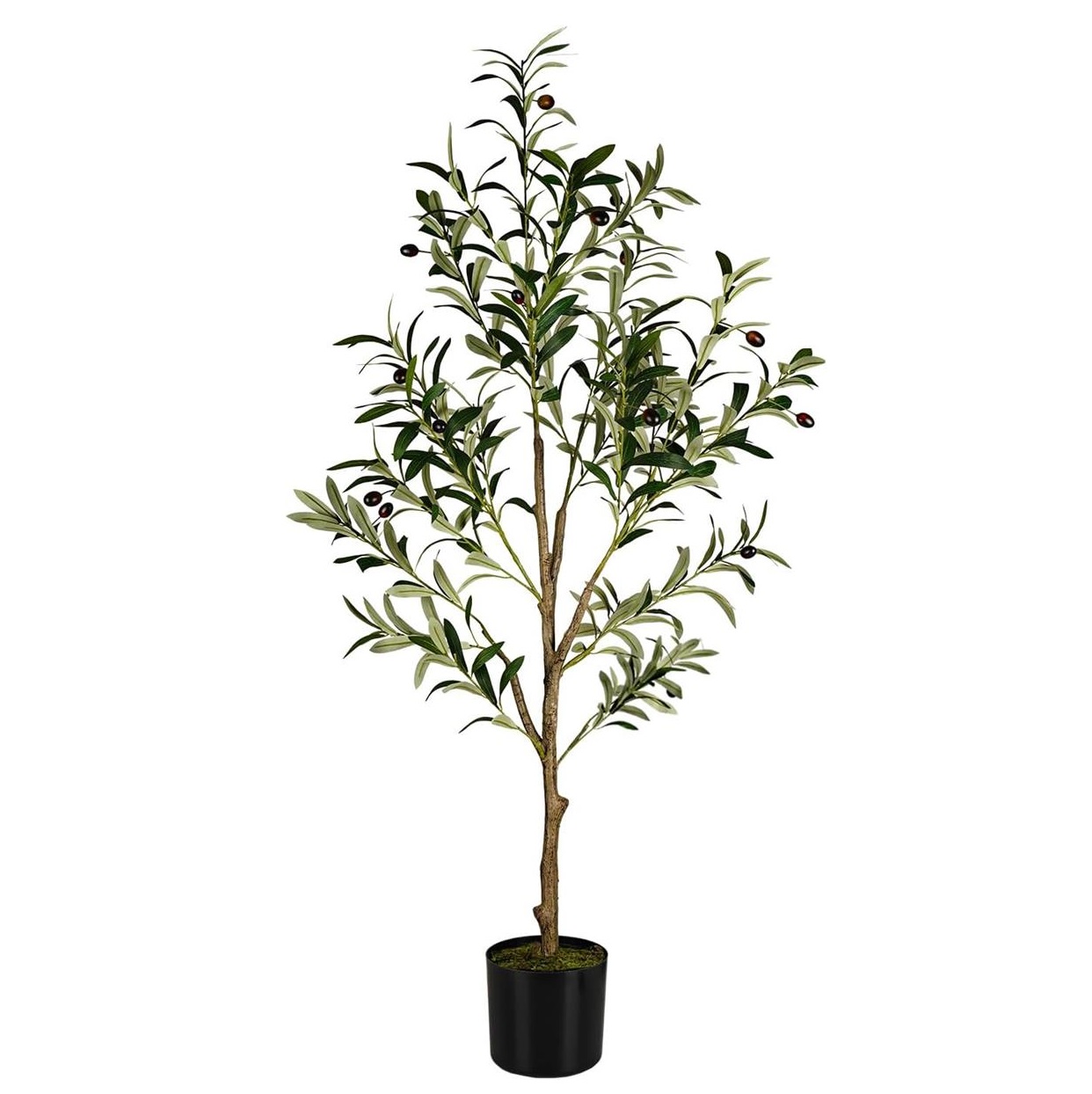 درختچه زیتون